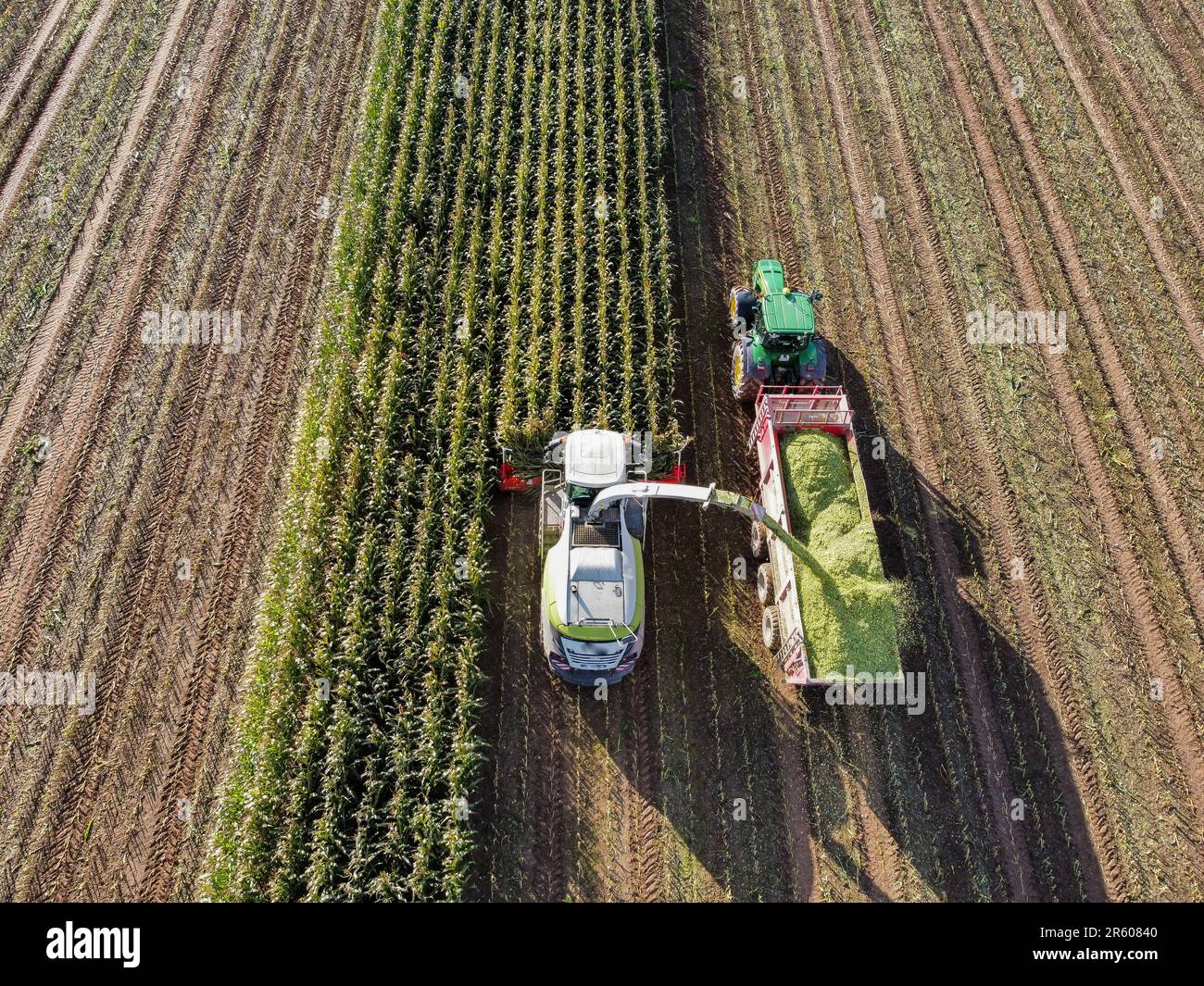 Combine harvester harvesting in a wheat field 03 Stock Photo - Alamy