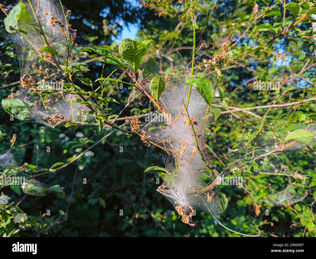 Nest oak processionary caterpillar (Thaumetopoea processionea) in an