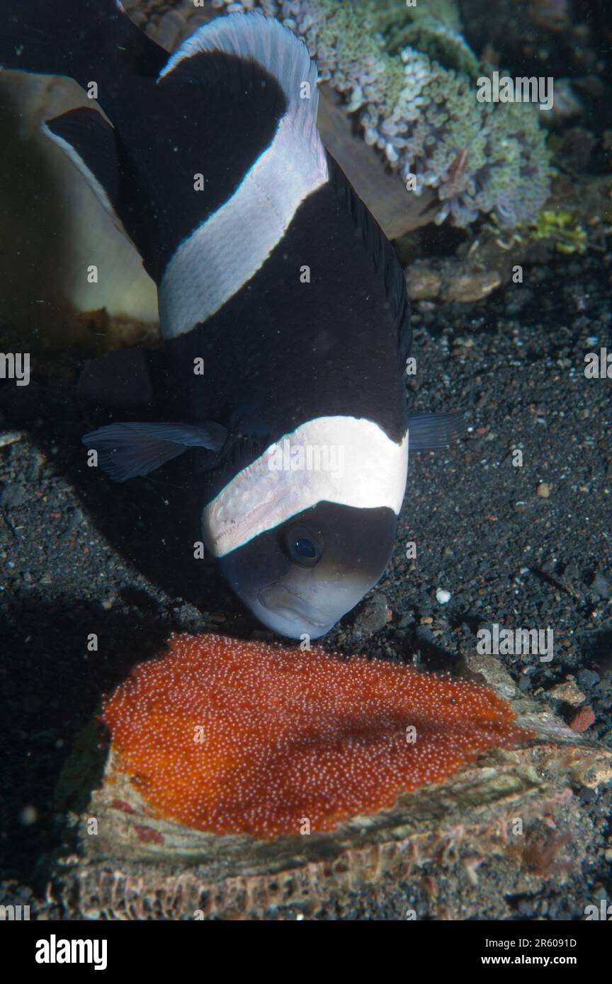 Saddleback Anemonefish, Amphiprion polymnus, with eggs on sand, Jahir dive site, Lembeh Straits, Sulawesi, Indonesia Stock Photo