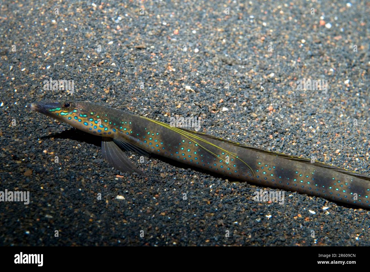 Threadfin Sand Diver Trichonotus elegans on sand Retak Larry dive