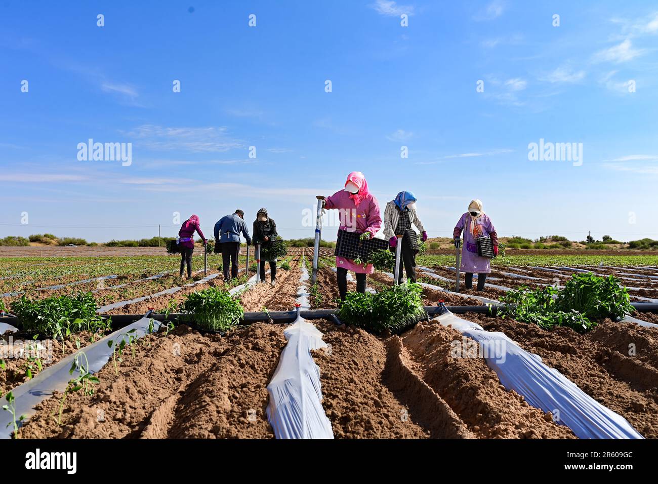 ORDOS, CHINA - JUNE 6, 2023 - Farmers plant seedlings in a pepper field in Ordos, Inner Mongolia, China, June 6, 2023. Stock Photo