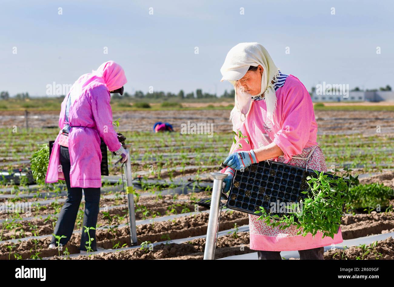 ORDOS, CHINA - JUNE 6, 2023 - Farmers plant seedlings in a pepper field in Ordos, Inner Mongolia, China, June 6, 2023. Stock Photo