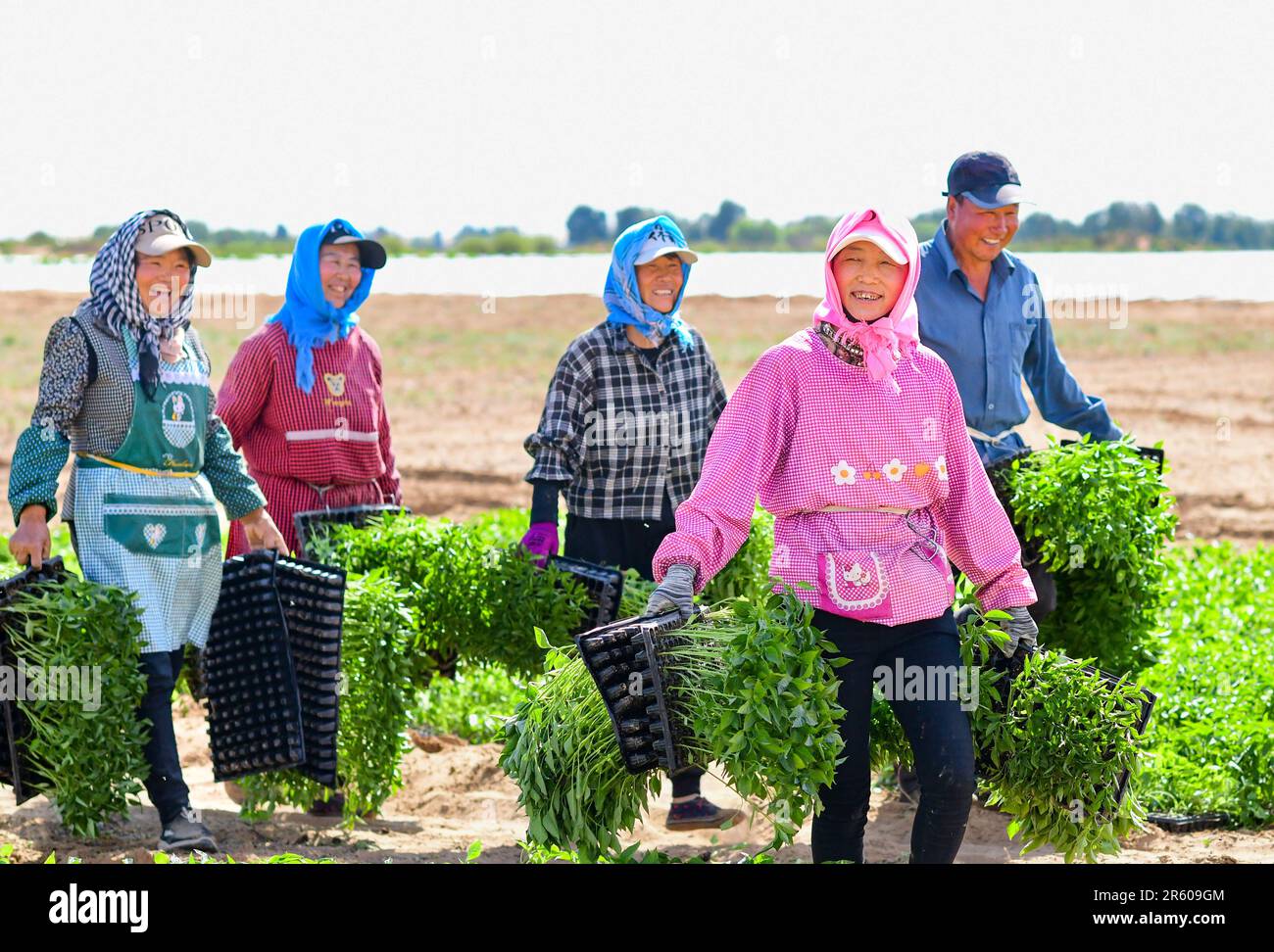 ORDOS, CHINA - JUNE 6, 2023 - Farmers carry seedlings in a pepper field in Ordos, Inner Mongolia, China, June 6, 2023. Stock Photo