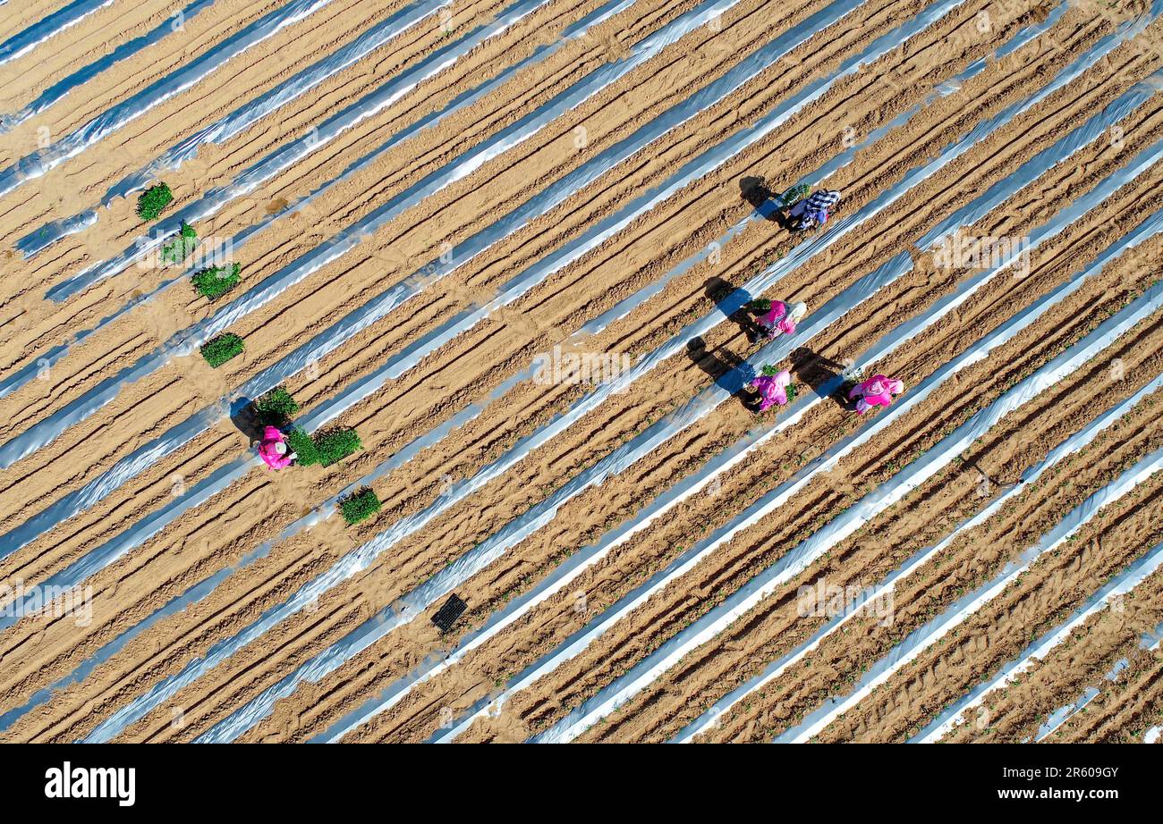 ORDOS, CHINA - JUNE 6, 2023 - Aerial photo taken on June 6, 2023 shows farmers planting seedlings in a pepper field in Ordos, Inner Mongolia, China. Stock Photo