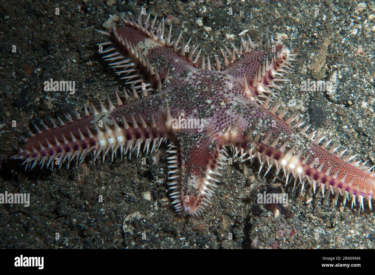 Nocturnal Comb Sea Star, Astropecten andersoni, on sand, night dive, Nudi Falls dive site, Lembeh Straits, Sulawesi, Indonesia Stock Photo