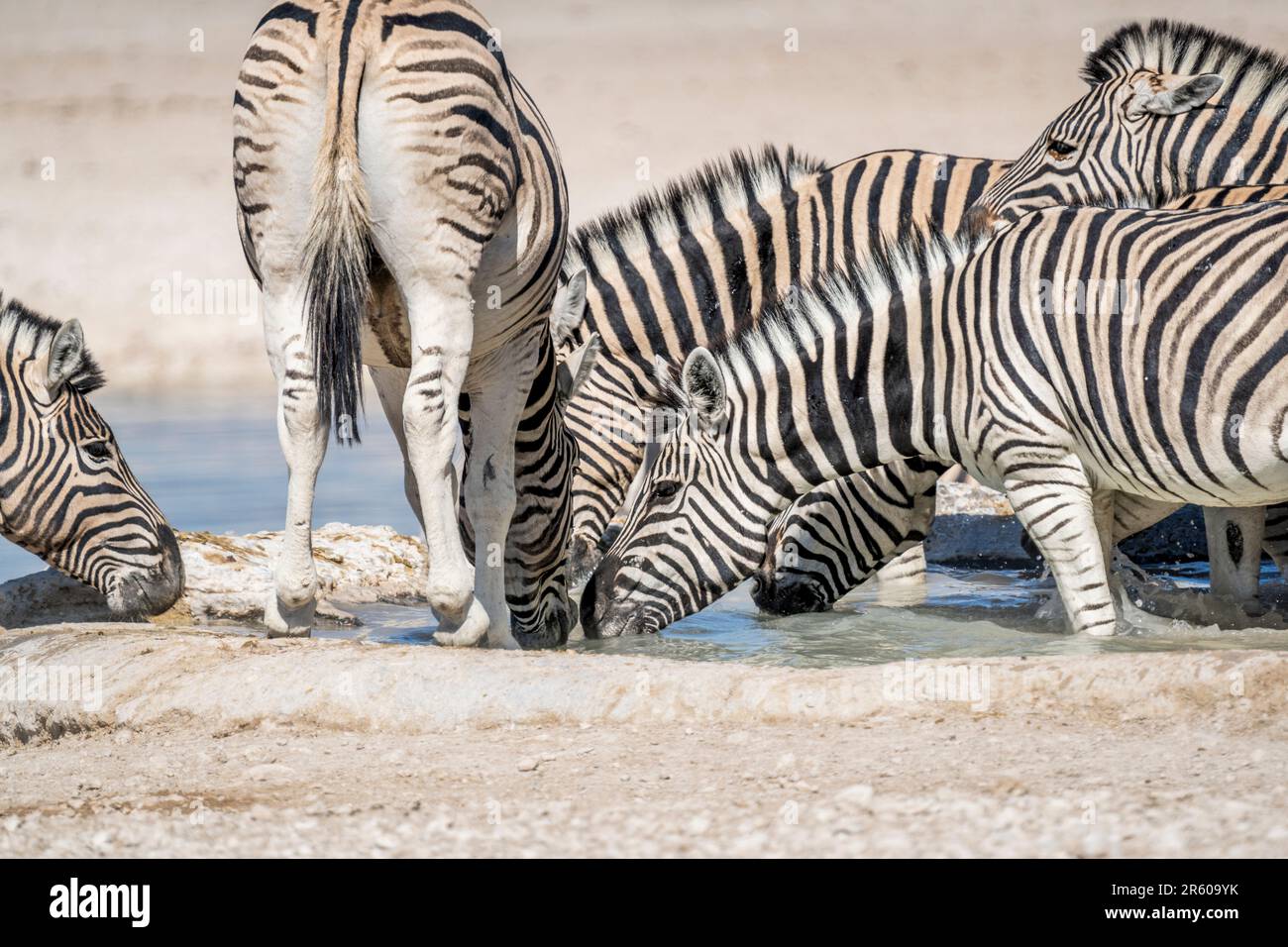 Group zebras quenching thirst hi-res stock photography and images - Alamy