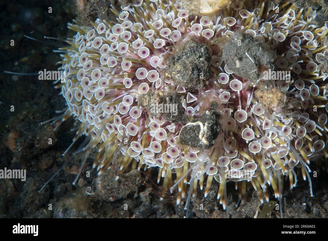 Flower Urchin, Toxopneustes pileolus, pedicellariae with debris attached for protection and camouflage, Jahir dive site, Lembeh Straits, Sulawesi, Ind Stock Photo