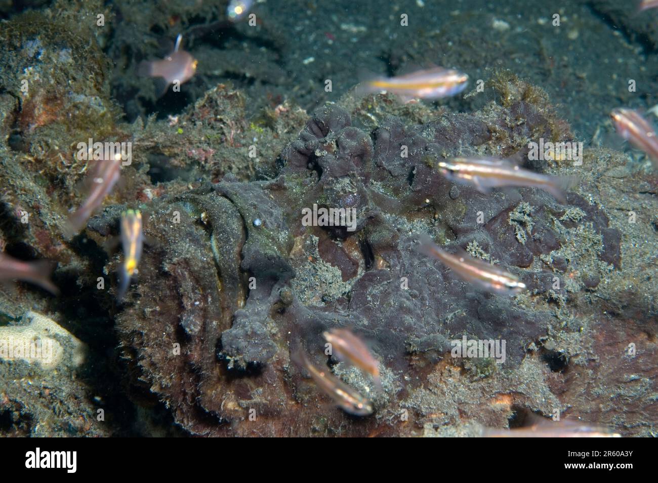 Estuarine Stonefish, Synanceia horrida, with school of Singapore Cardinalfish, Cheilodipterus singapurensis, Jahir dive site, Lembeh Straits, Sulawesi Stock Photo