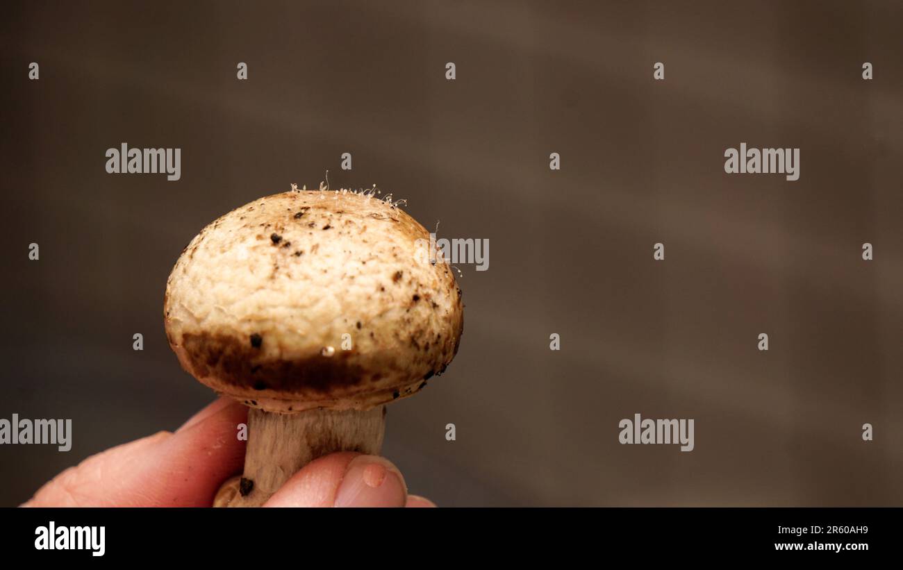 Mushroom sporulation on mushroom itself close up view Stock Photo