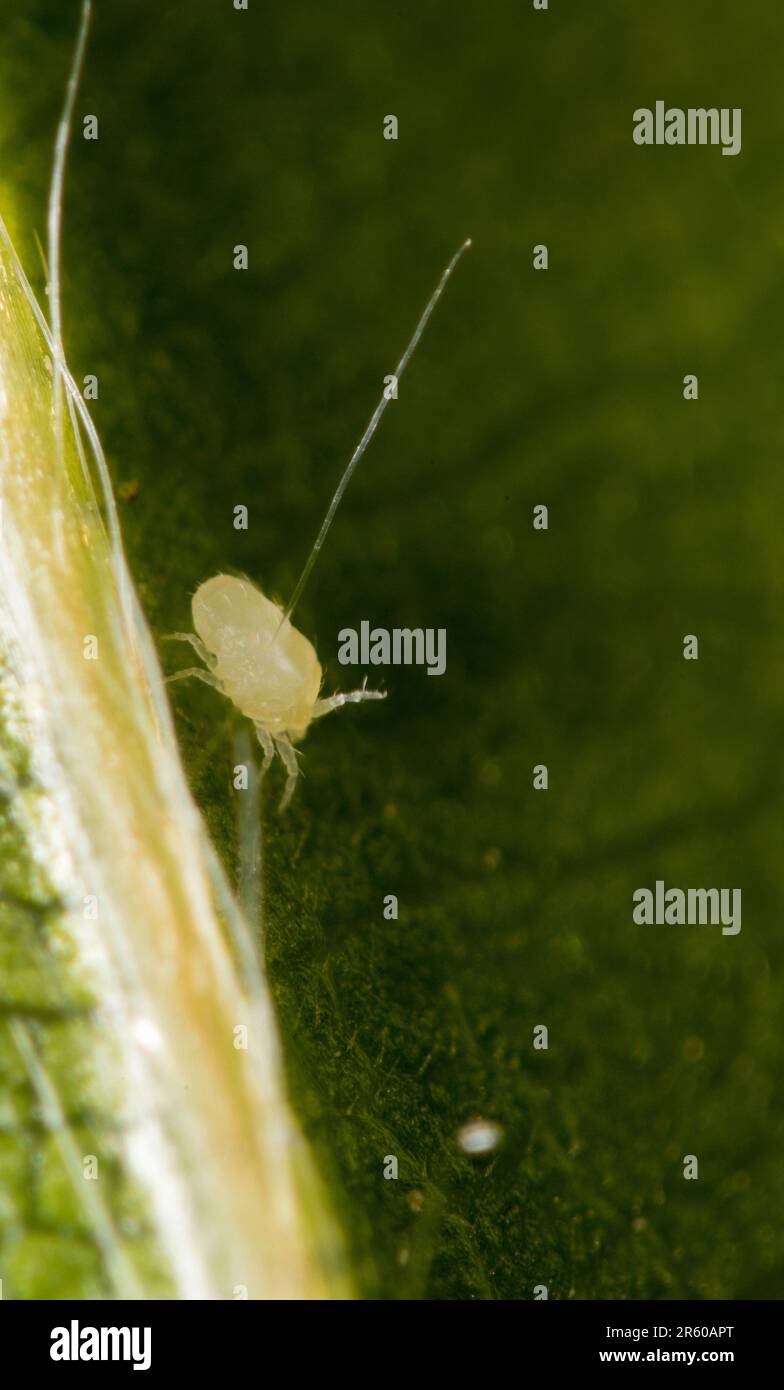 Mites found around Beech leaf galls, Stock Photo