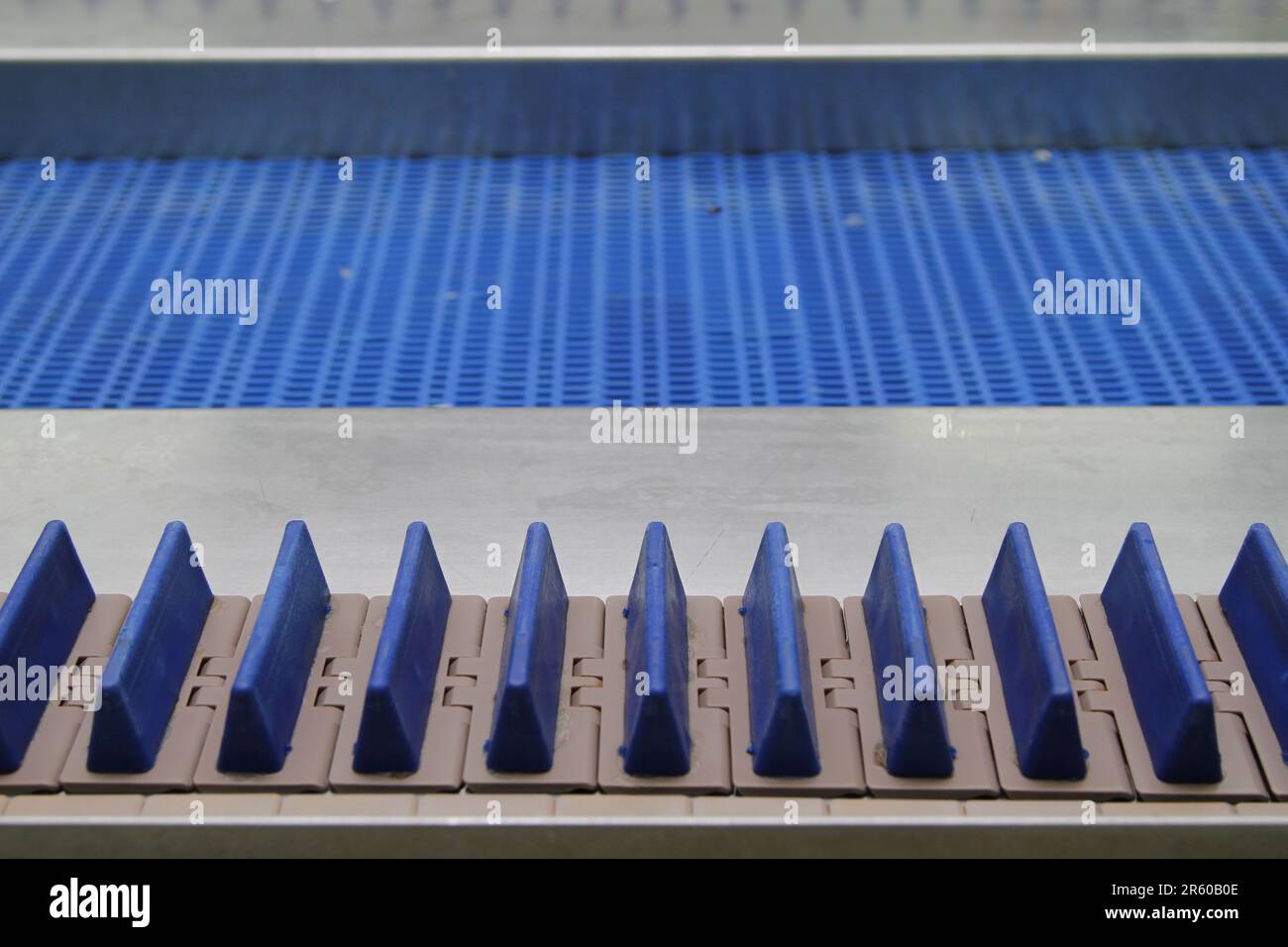 Industrial Processing: Fish Conveyor with Spacer at Sardine Factory Stock Photo