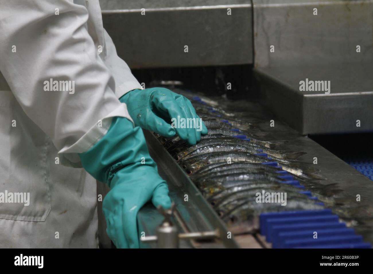 The Sardine Production Line: Moroccan Seafood in Dakhla Stock Photo