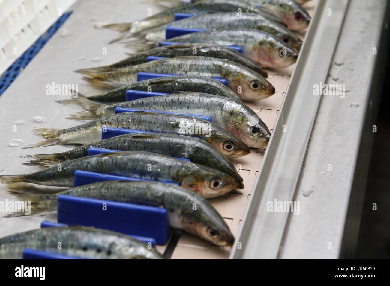 Dakhla's Industry From Ocean to Can, the Journey of Moroccan Sardines