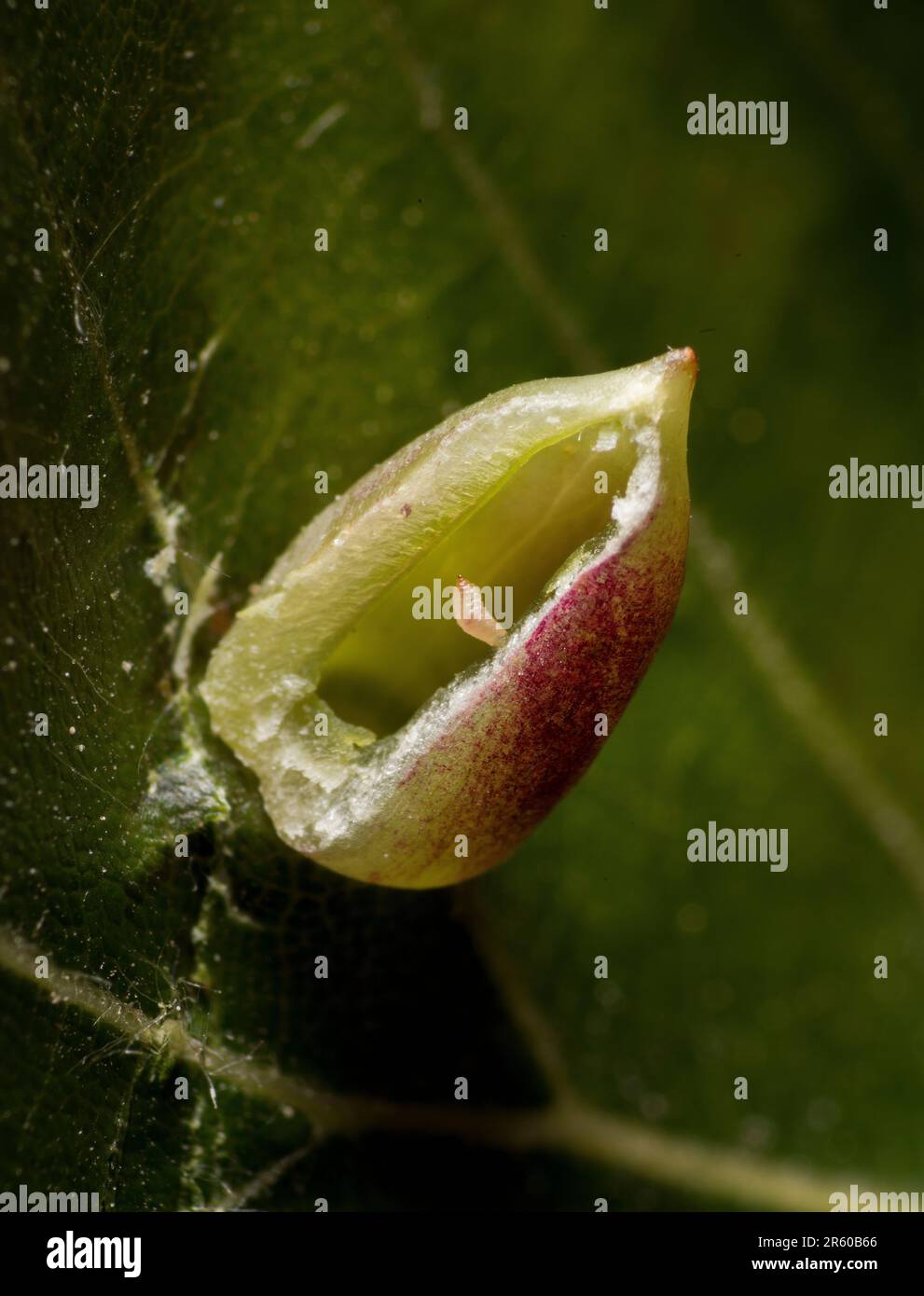 Mikiola fagi, Beech midge larva inside a cut open gall on Beech Stock Photo