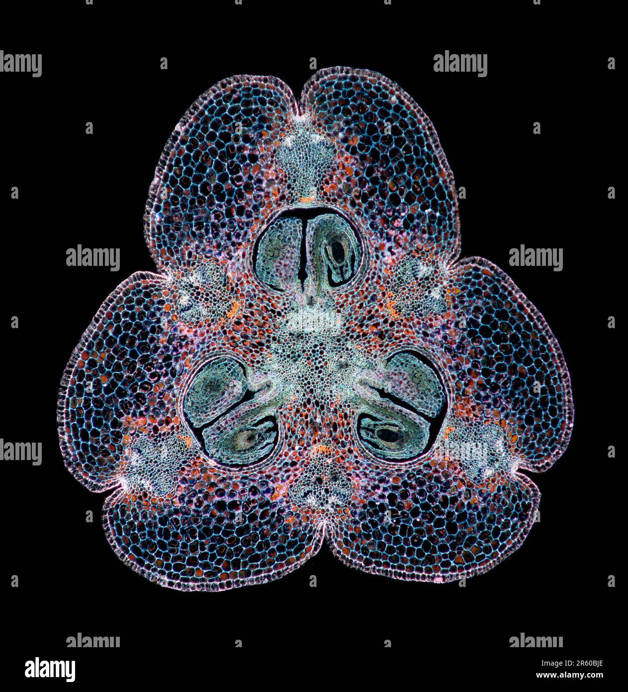 Lillium ovary, TS, darkfield photomicrograph Stock Photo