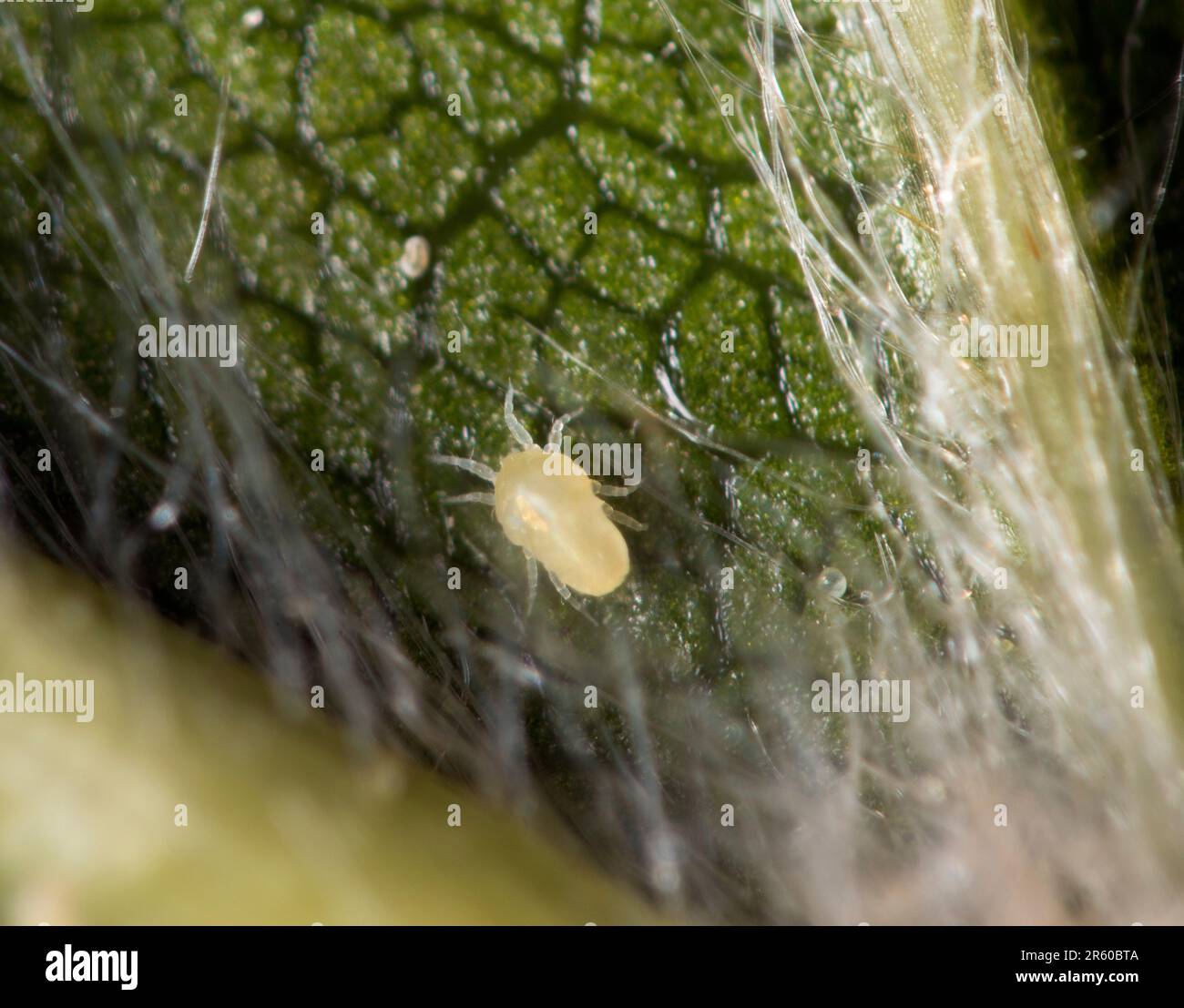 Mites found around Beech leaf galls, Stock Photo