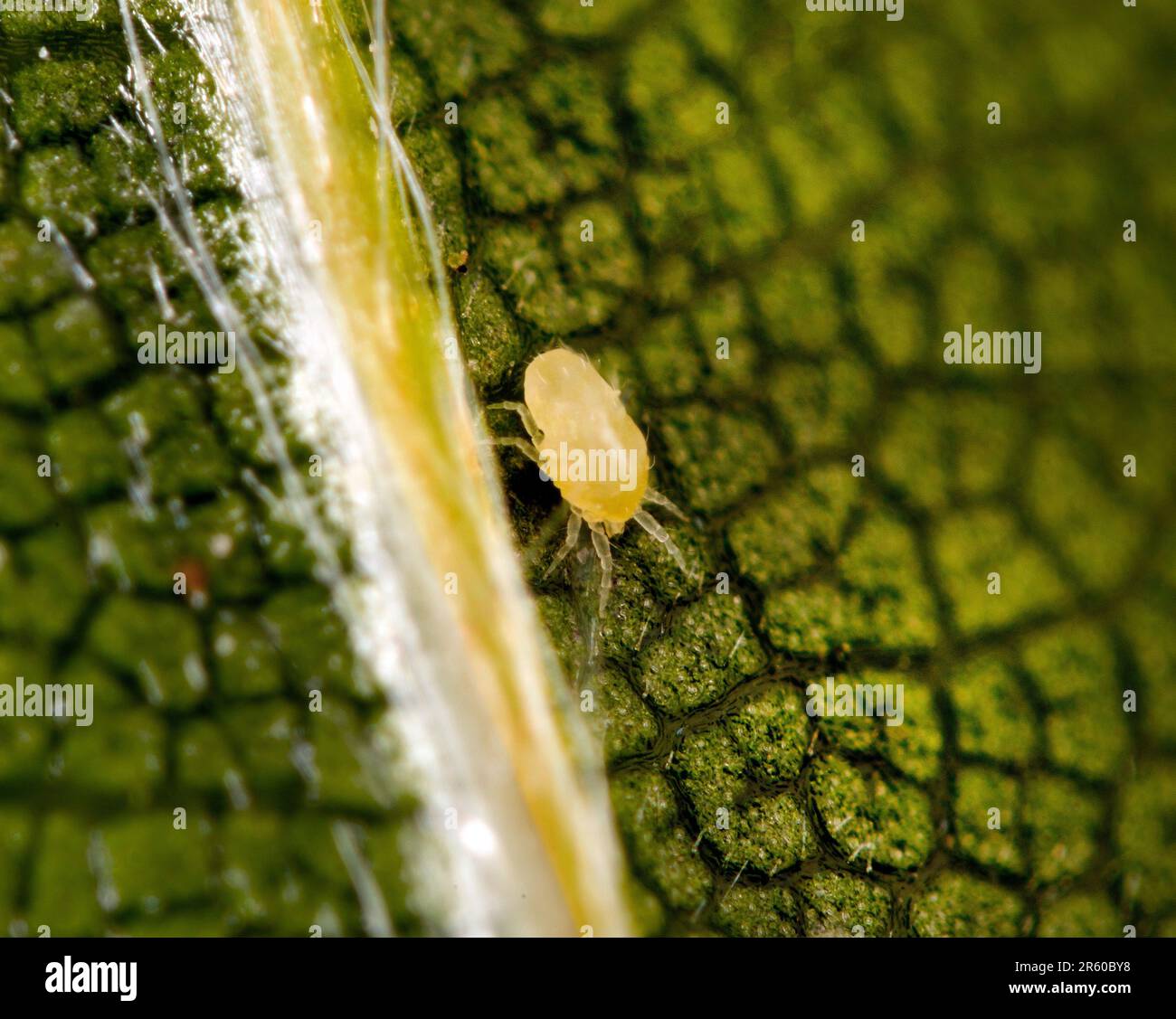 Mites found around Beech leaf galls, Stock Photo