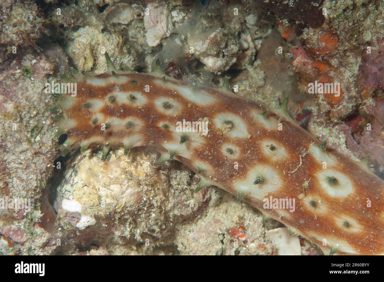 Tigertail Sea Cucumber, Holothuria hilla, night dive, Beach dive site, Padar Island, Komodo National Park, Indonesia Stock Photo