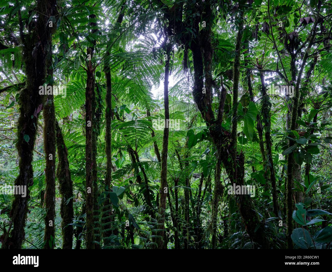 Cloud forest hi-res stock photography and images - Alamy
