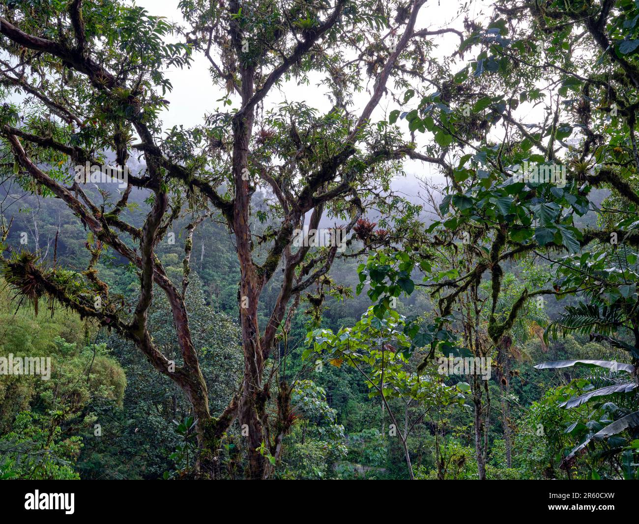 High altitude cloud forest in Ecuador Stock Photo Alamy