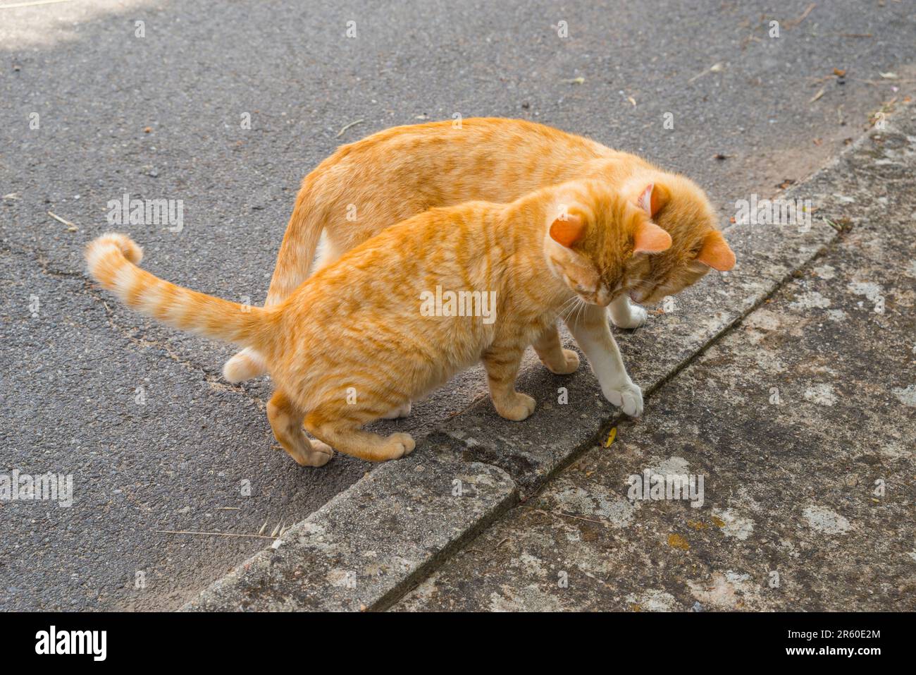 Two cats in contact Stock Photo Alamy