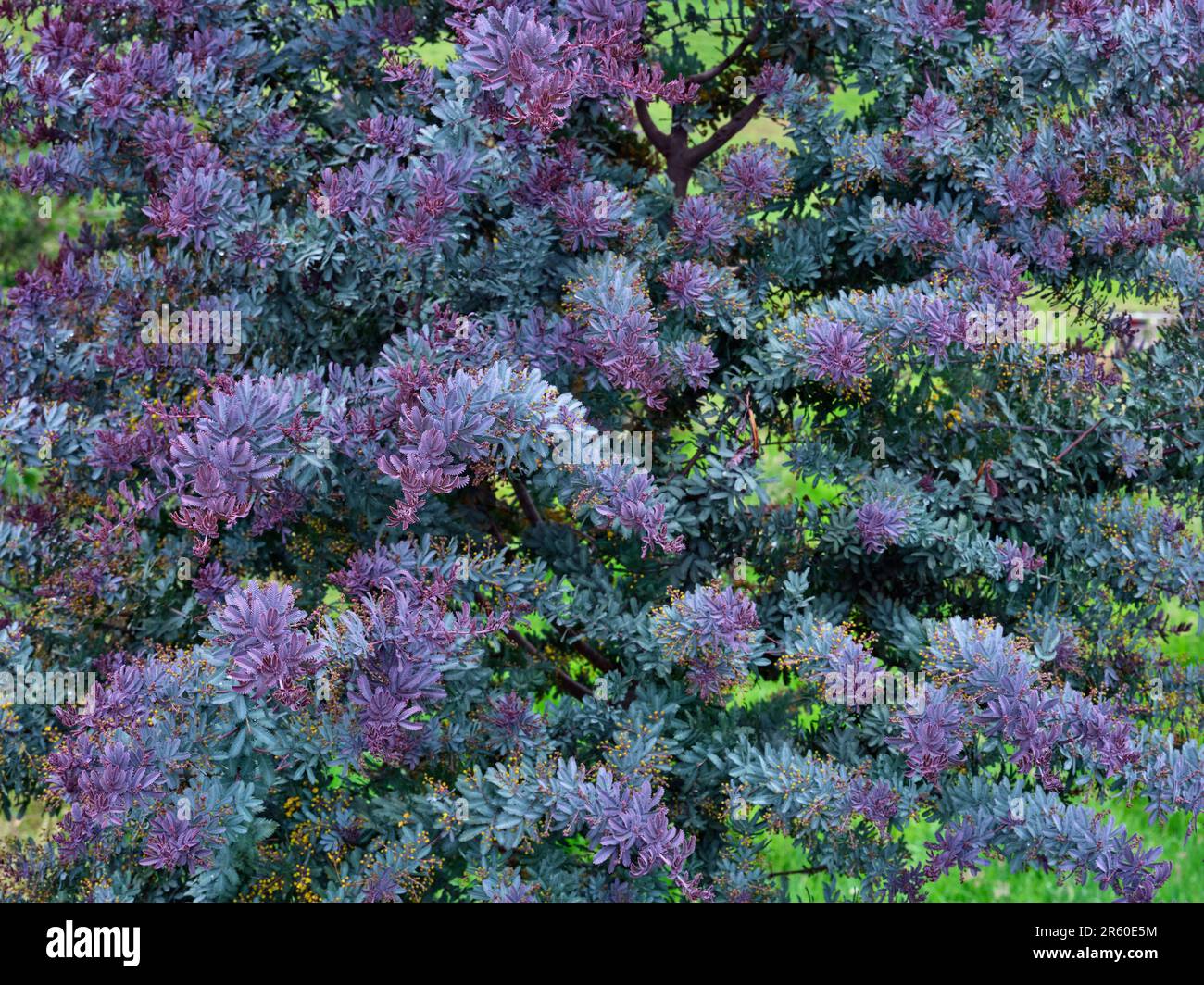 Colorful leaves of Acacia baileyana 'Purpurea' Stock Photo