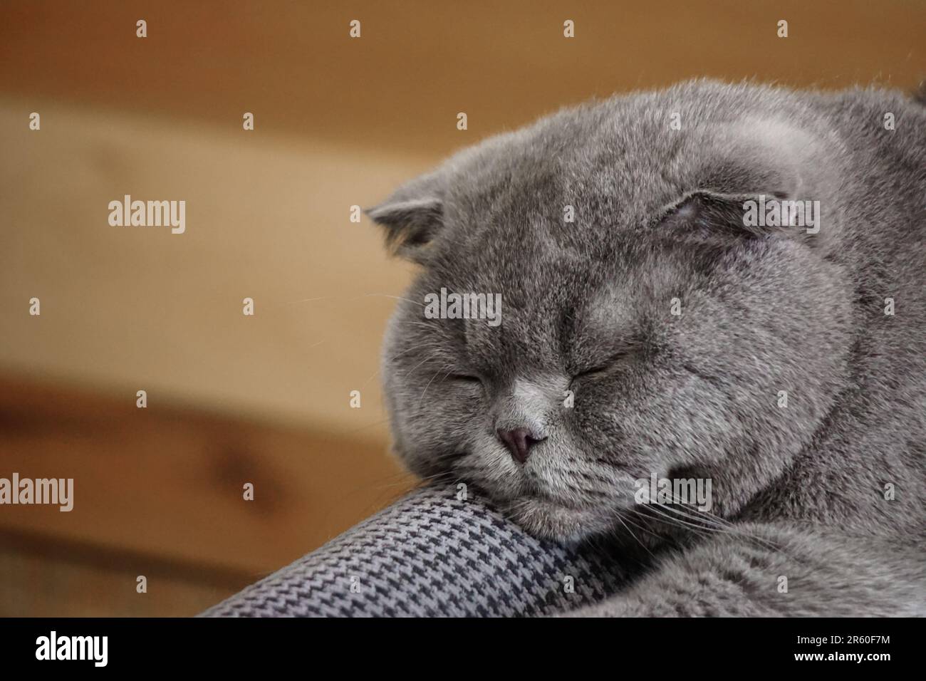 Cute scottish fold cat sleeping on the couch portrait close up view Stock Photo