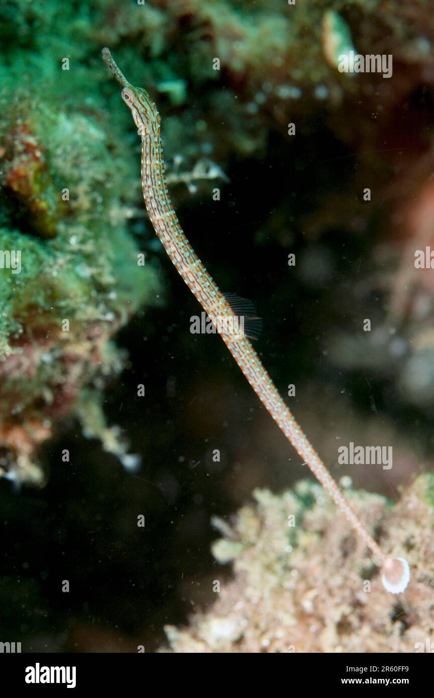 Orange-spotted Pipefish, Corythoichthys ocellatus, Police Pier dive site, Lembeh Straits, Sulawesi, Indonesia Stock Photo