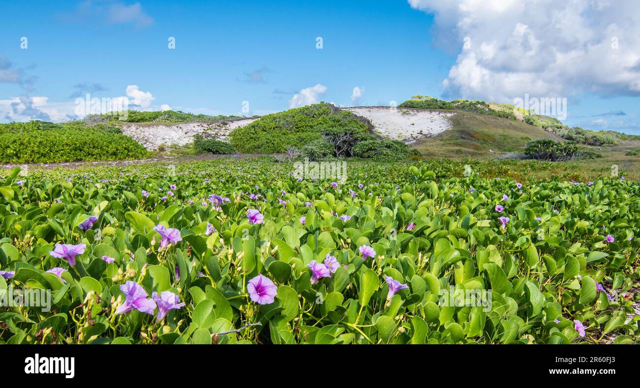 Meadow landscape with purple flowers on tropical Island of Seychelles. Stock Photo