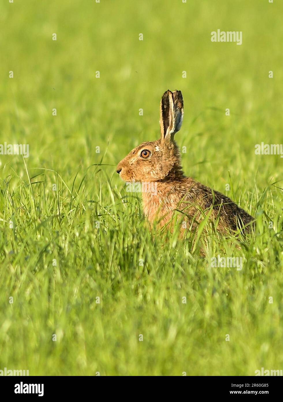 hare 2.0 jordan