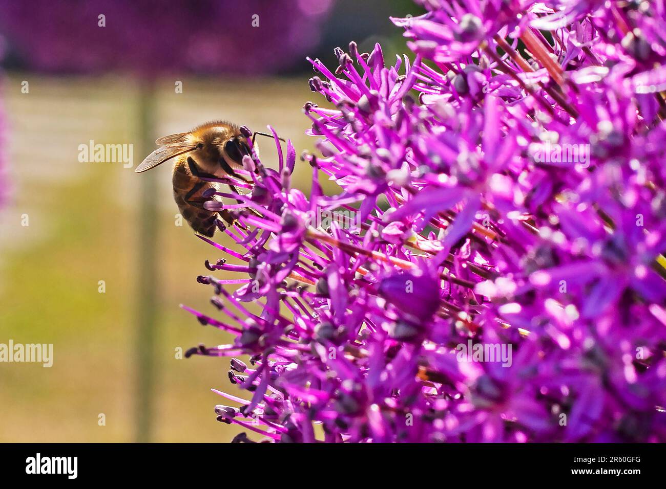 bee takes a finger on a purple flower background allium giant