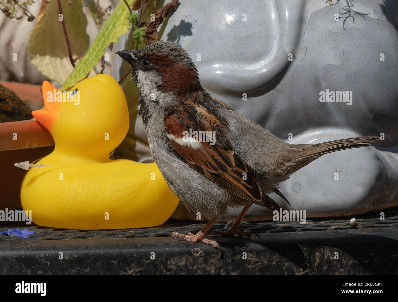 A Sparrow meets a rubber duckie Stock Photo