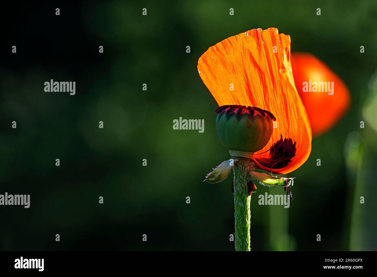 Peace observance hi-res stock photography and images - Alamy
