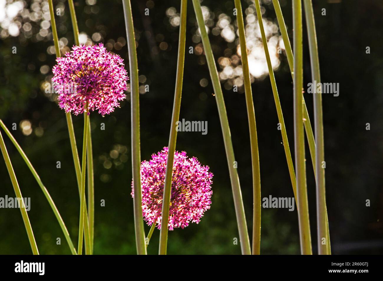 allium giant AMBASSADOR sun lighting, flower and garden growing Stock