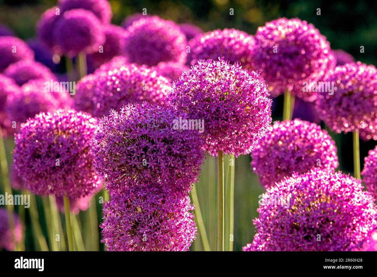 beautiful round purple flowers allium giant AMBASSADOR sun lighting