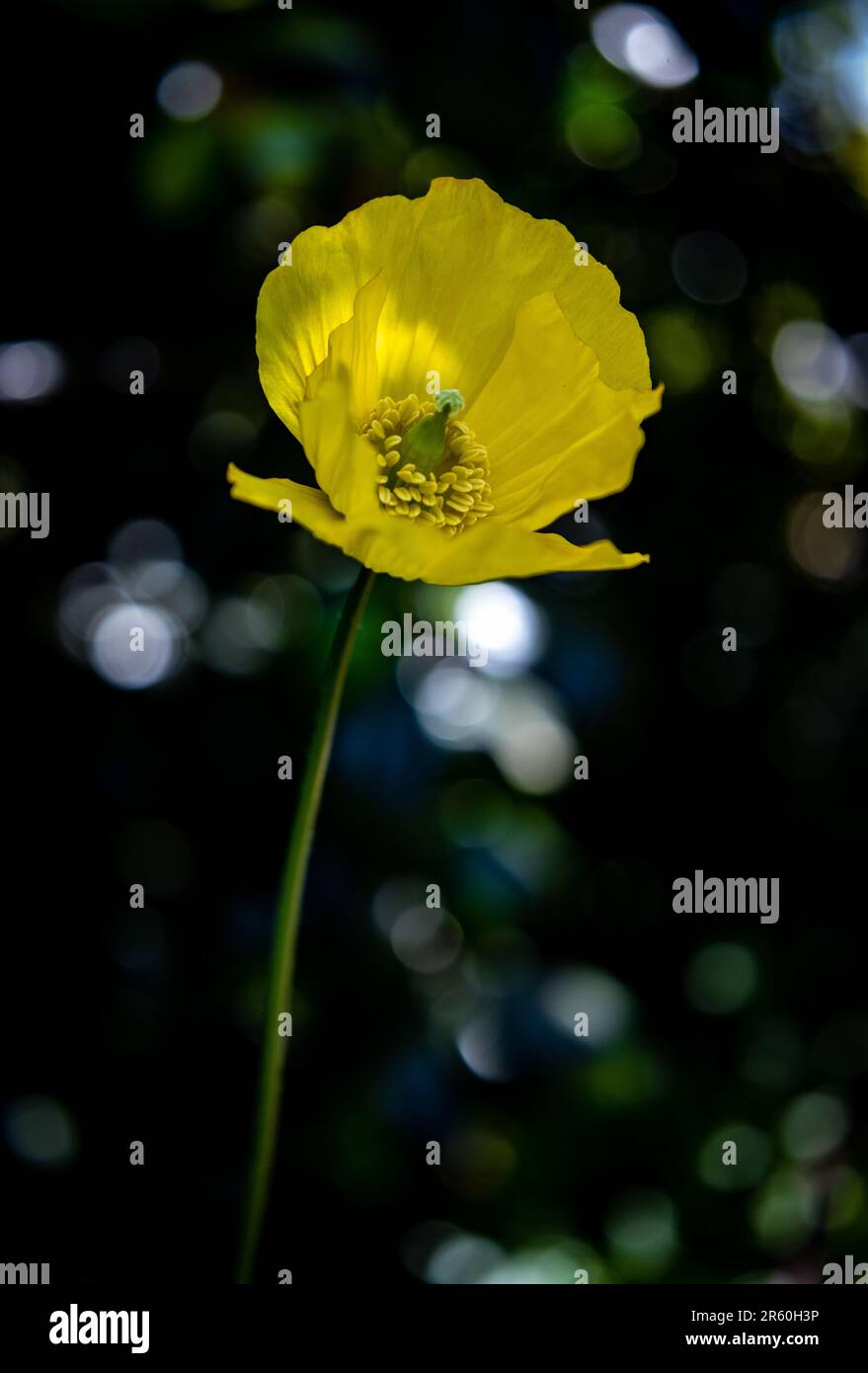 Wildflower illustration butterfly hi-res stock photography and images ...