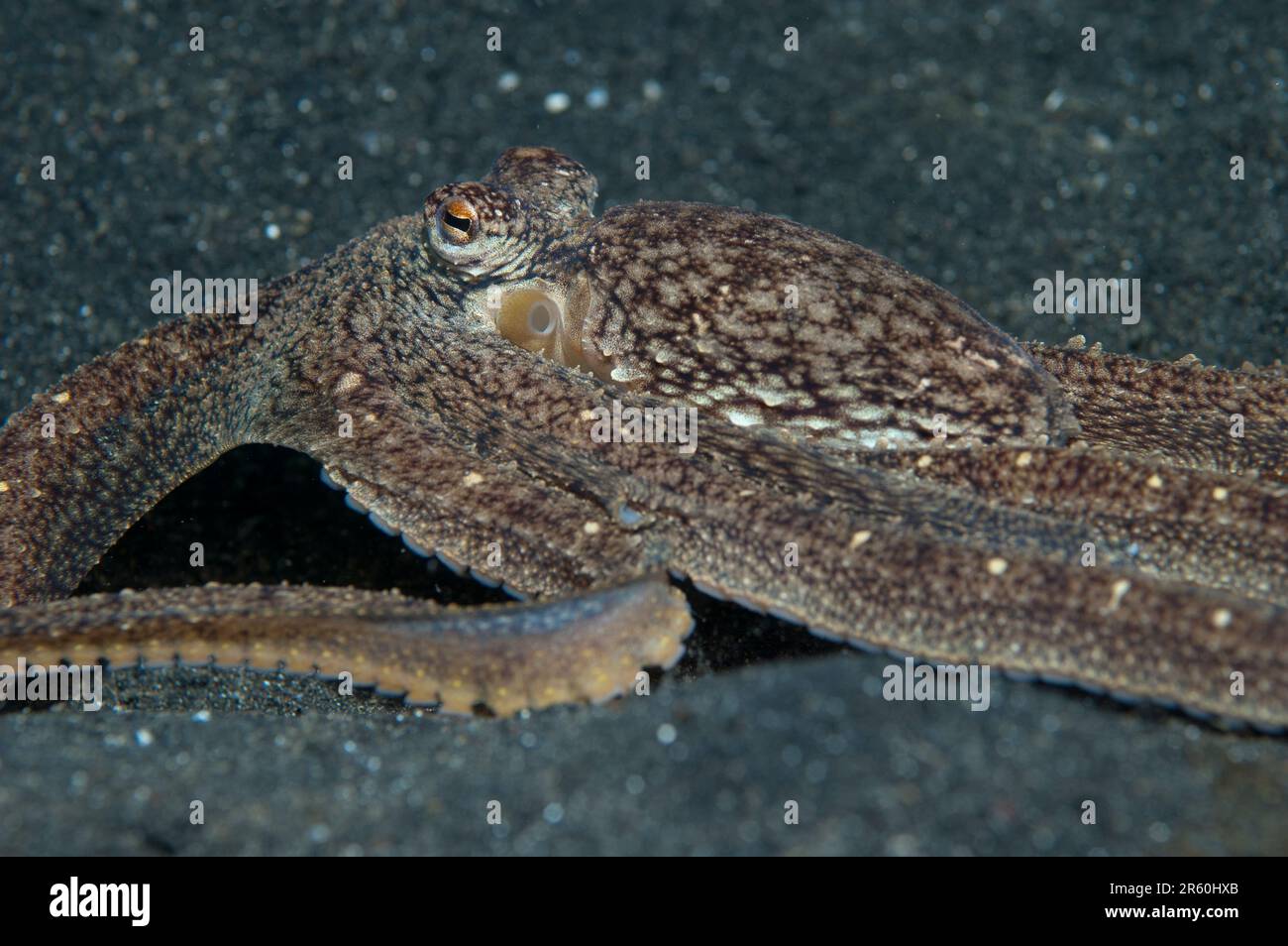 Hei nus hi-res stock photography and images - Alamy