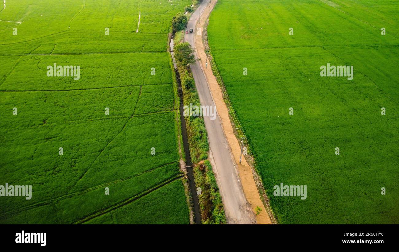 An aerial view of a rural road winding through a lush green paddy field ...