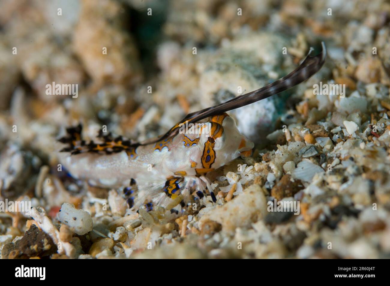 Juvenile Orange and Black Dactylopus kuiteri, with erect dorsal fin, Critter Hunt dive