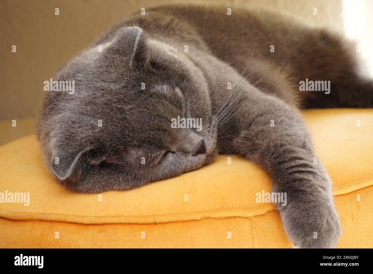 Cute scottish fold cat sleeping on the couch portrait close up view Stock Photo