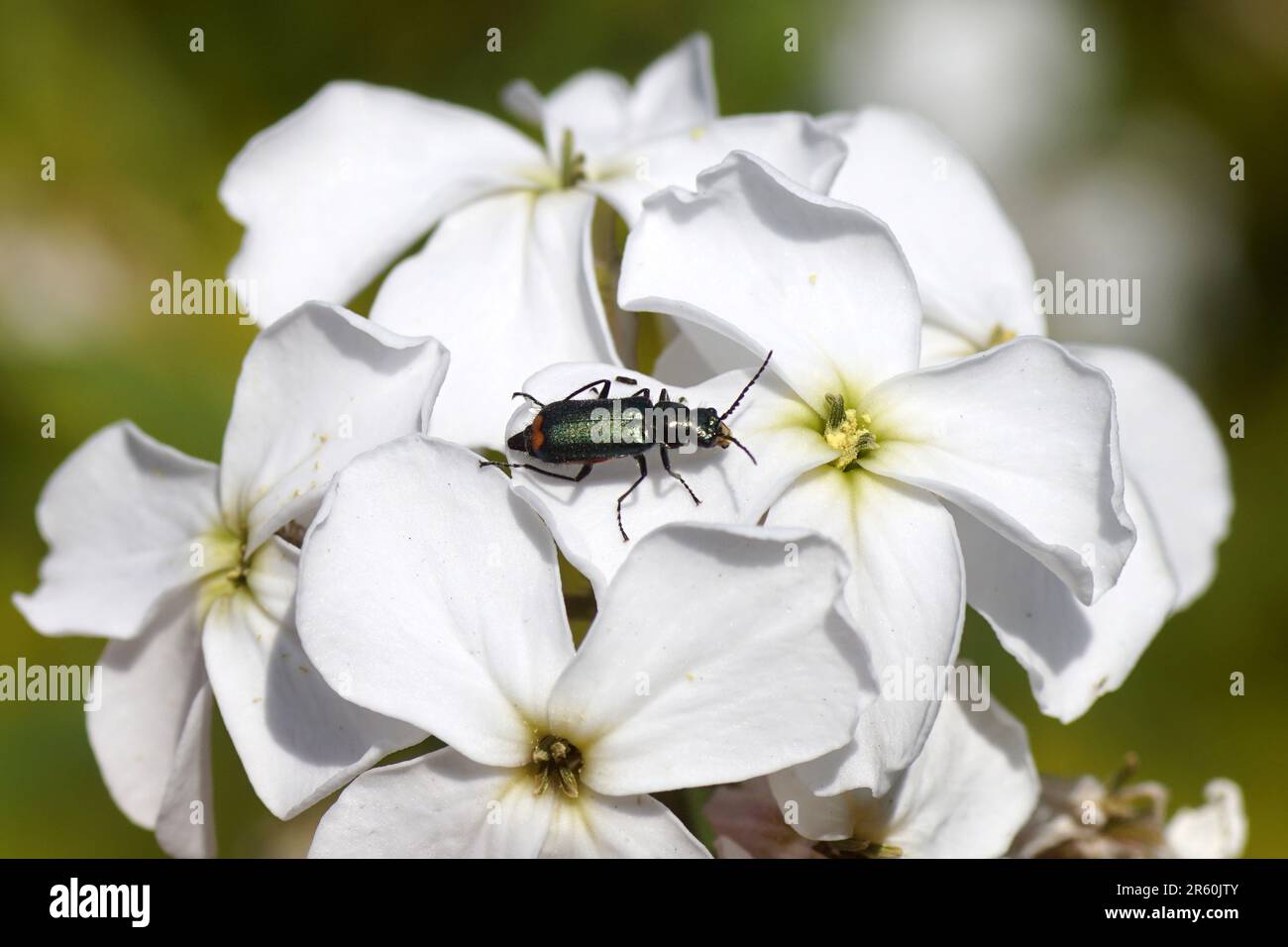 Close up Malachite beetle (Malachius bipustulatus), family soft-winged flower beetles (Melyridae) on white flowers of dame's rocket Stock Photo