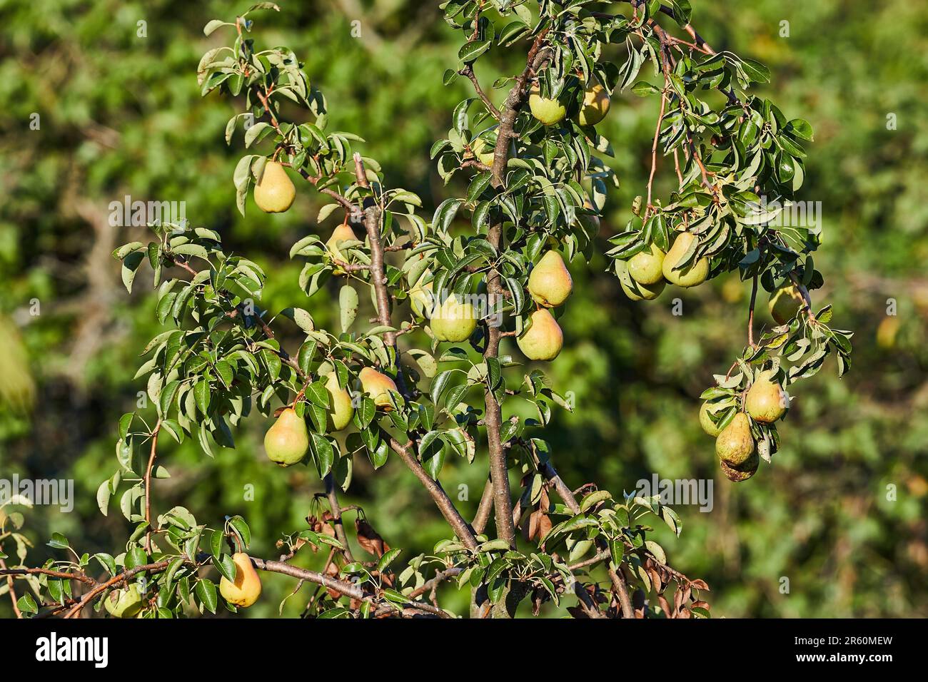 Pears tree closeup Stock Photo