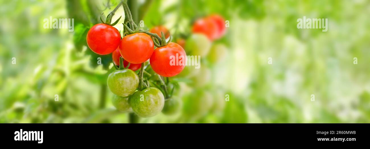 Close up of cherry tomatoes growing in a vegetable garden, panoramic web banner with copy space Stock Photo
