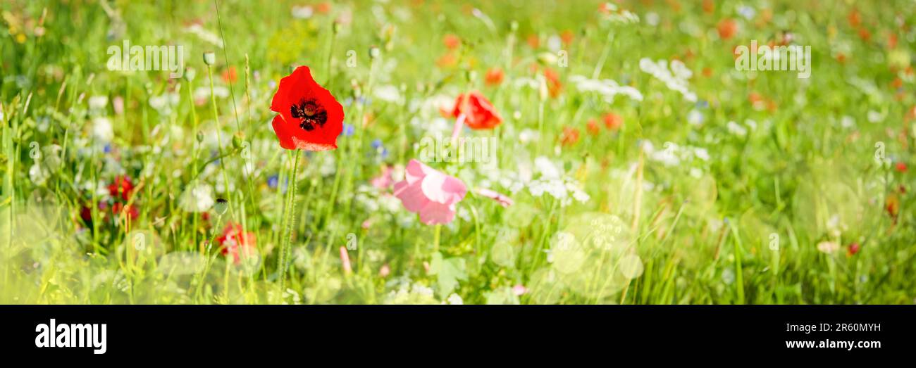 Panorama of poppies and wild flowers in a garden Stock Photo