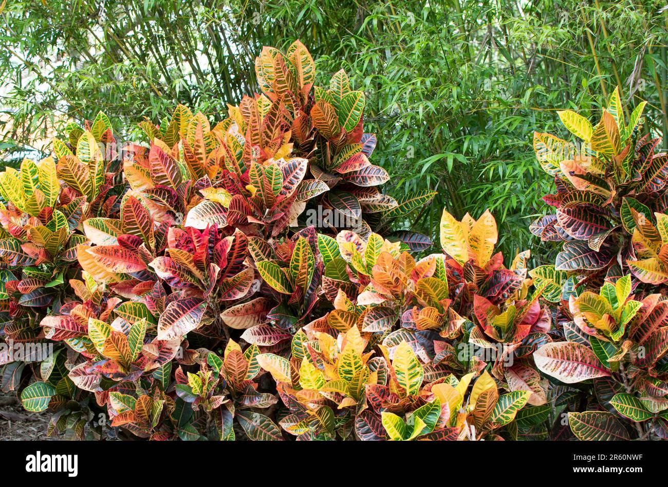 Colorful Croton bush. Tropical outdoor plant Stock Photo