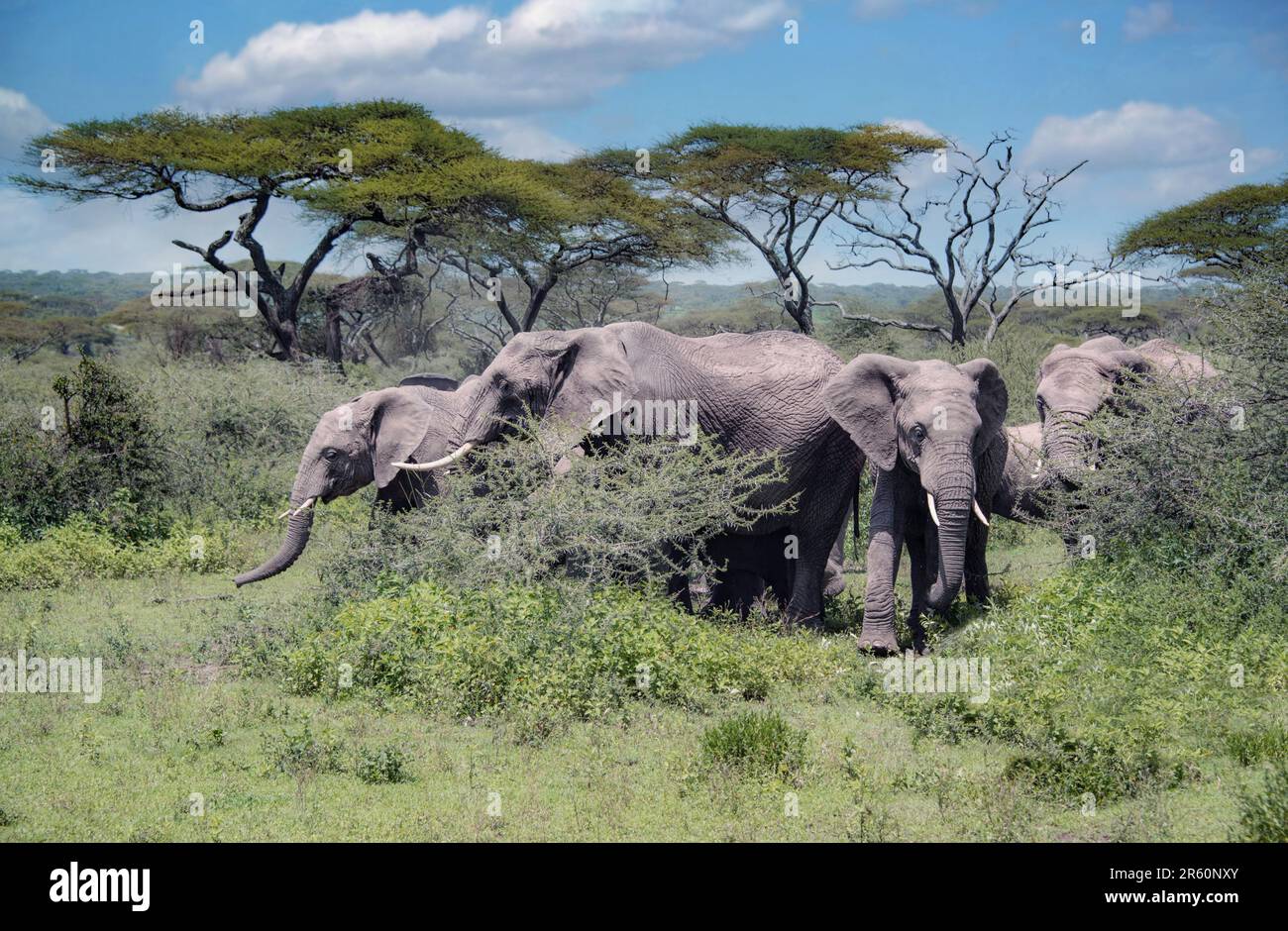 Herd of elephants under acacia trees in Serengeti National Park of Tanzania, Africa Stock Photo