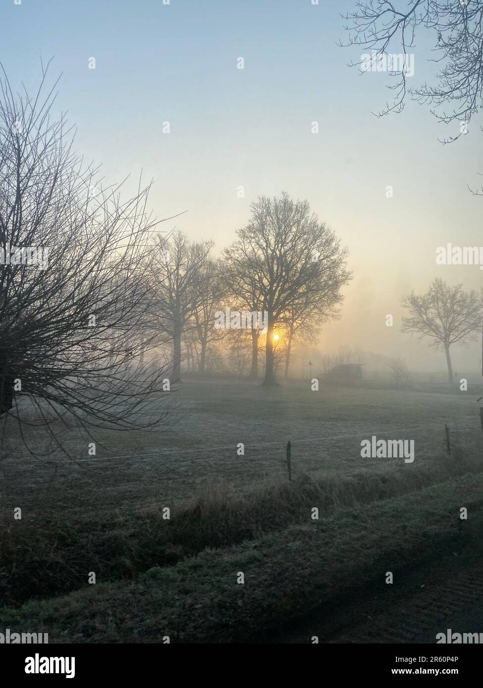 The trees in the field during a foggy morning Stock Photo - Alamy
