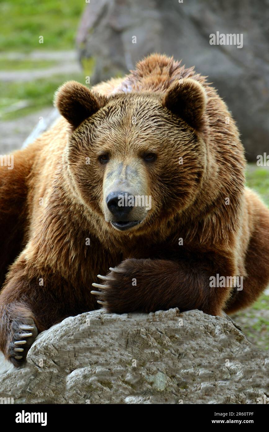 Grizzly bear with large paws and claws laying on rock in Montana, USA Stock Photo