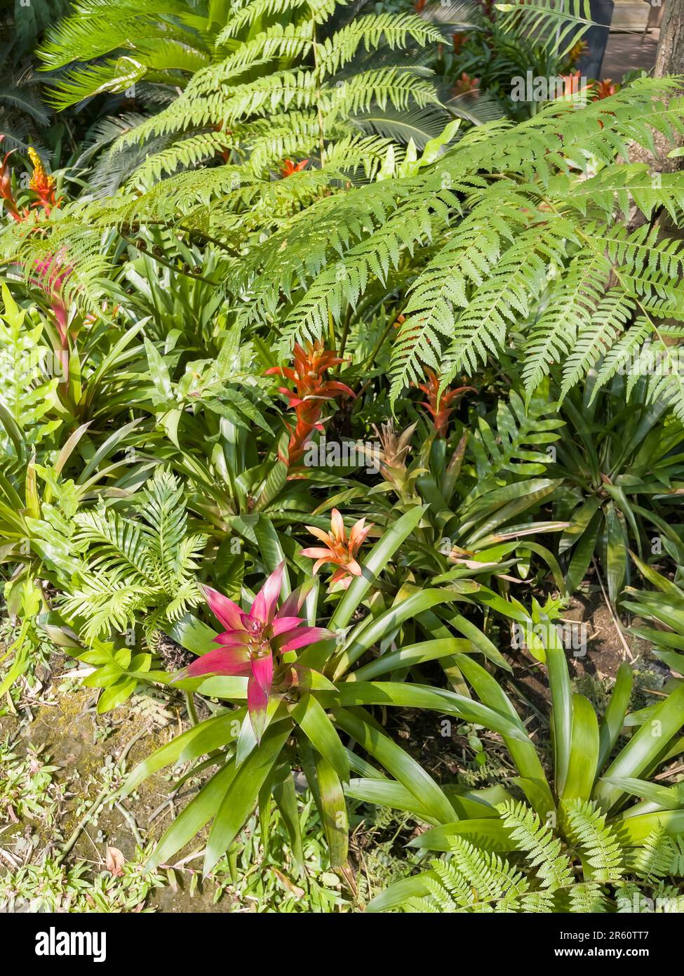 Tropical garden with amazing plants and flowers, stock photo Stock ...