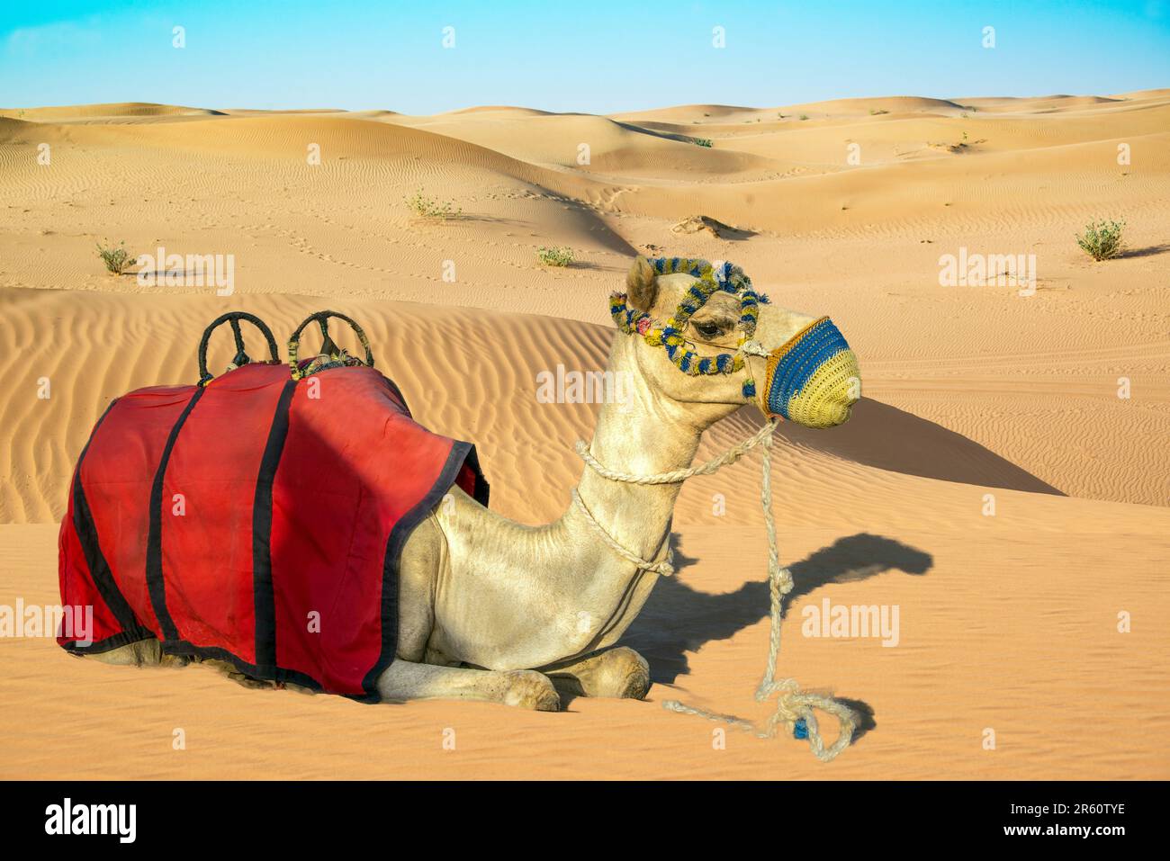 Arabian pack camel with saddle and halter closeup resting in Arabian Desert sands of Dubai Stock Photo